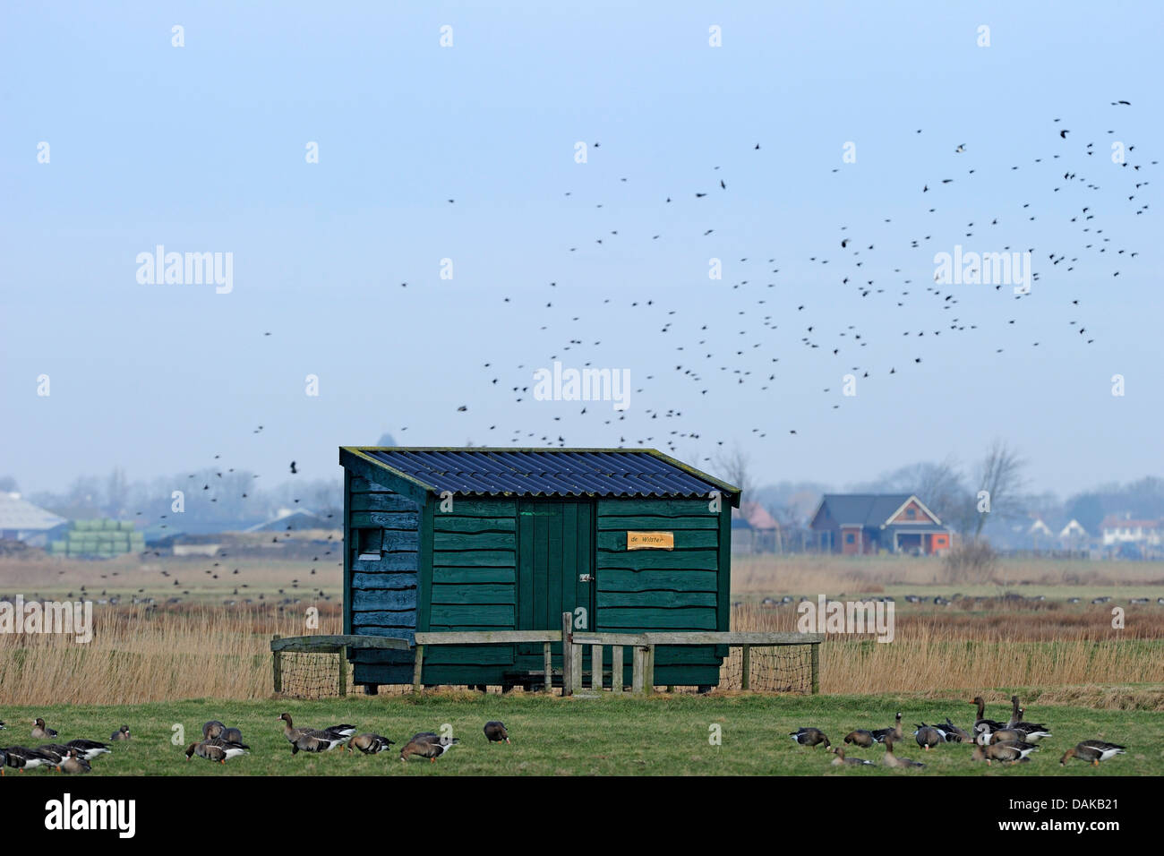Cabaña de madera para la observación de aves, Alemania Foto de stock