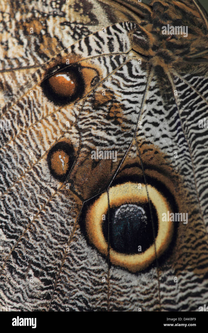 Mariposa búho (Caligo memnon), los ojos manchas en las alas de una mariposa búho Foto de stock