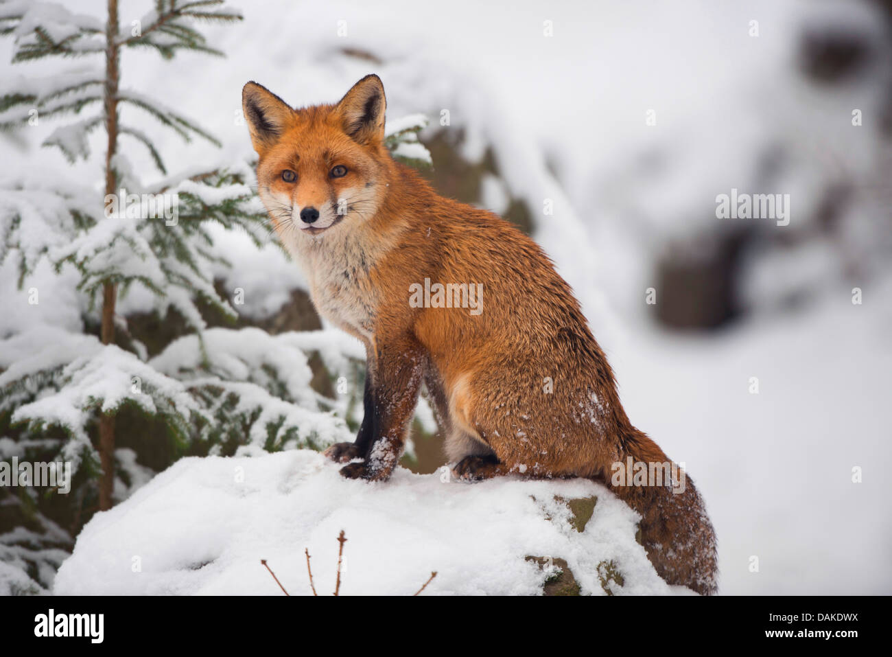 El zorro rojo (Vulpes vulpes), sentada en la nieve, Alemania Foto de stock