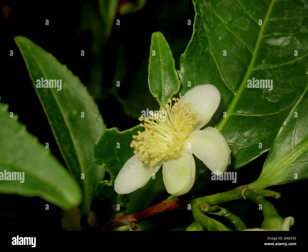 La planta de té (Camellia sinensis, Thea sinensis), flor de una planta de té Foto de stock