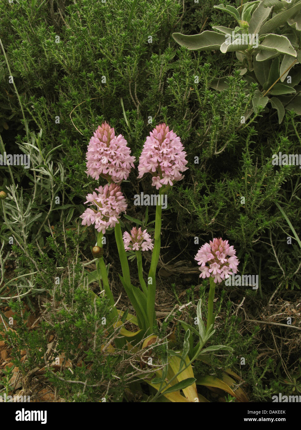 (Anacamptis pyramidalis orquídea piramidal, Orchis pyramidalis), floreciendo, Grecia, Peloponeso, Laconia Foto de stock