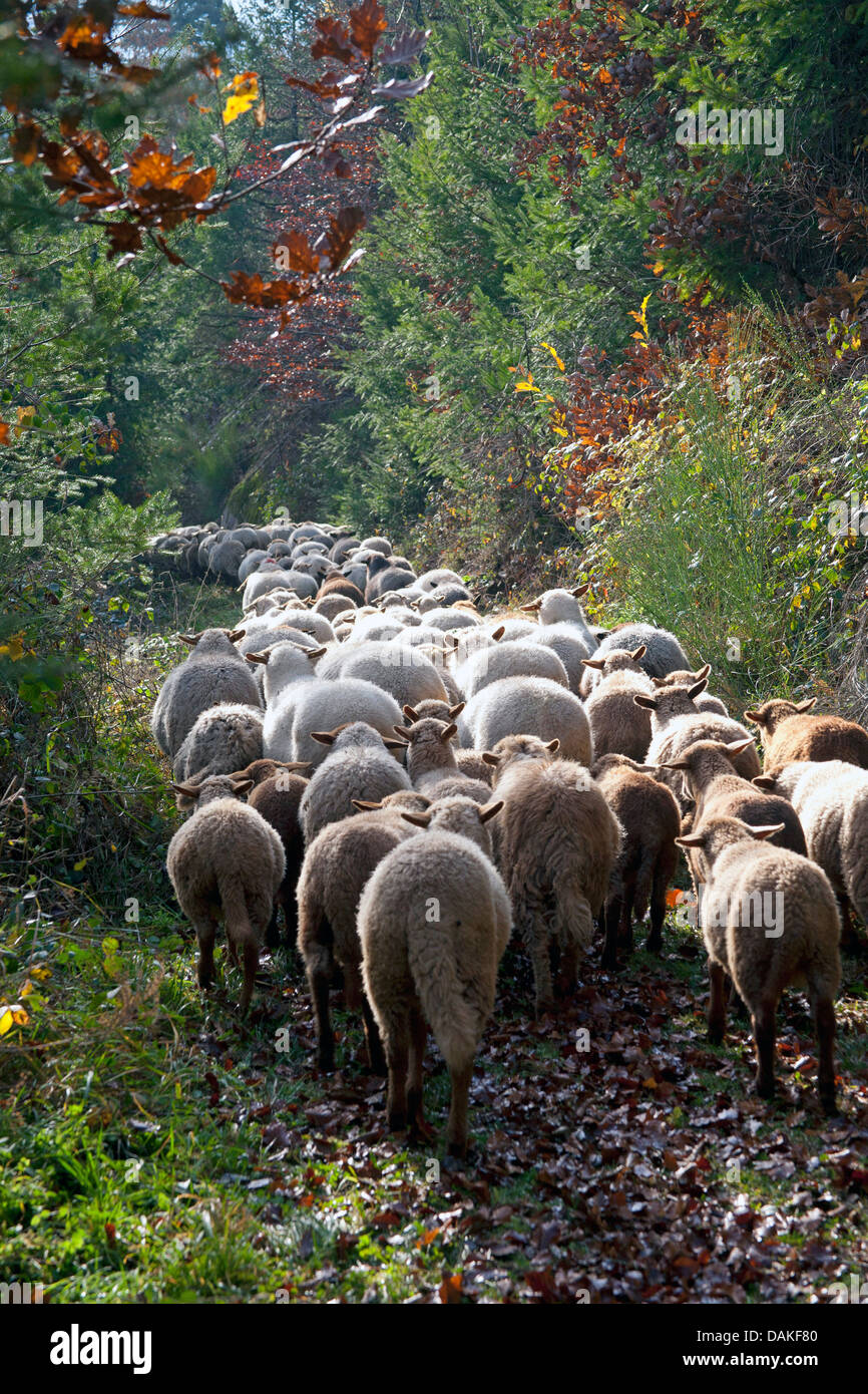 Ovejas domésticas (Ovis ammon f. aries), rebaño de ovejas caminando sobre un camino forestal, Alemania Foto de stock