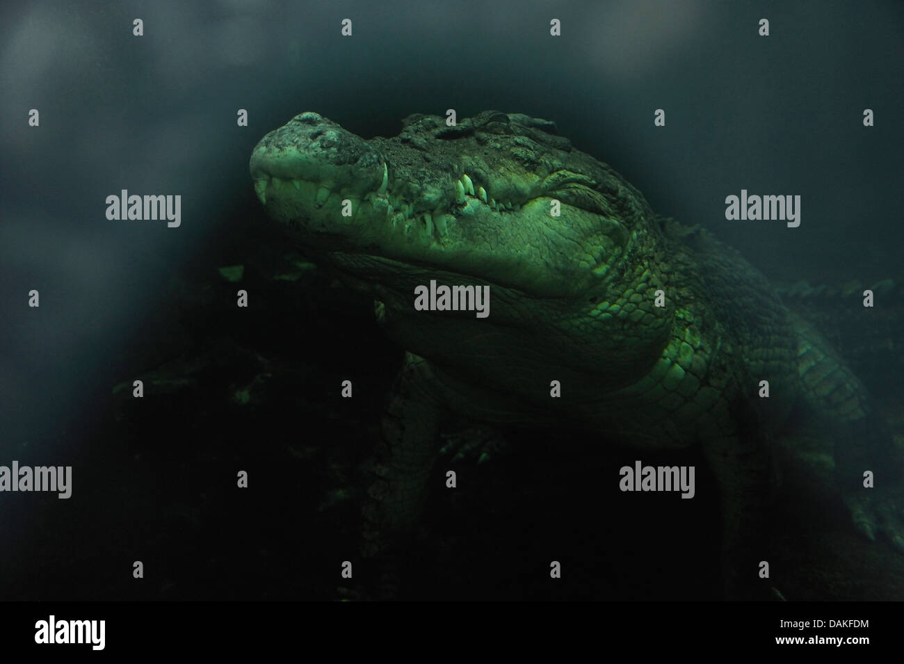 Estuarinos, el cocodrilo de agua salada (Crocodylus porosus) de Australia. Foto tomada bajo el agua. Foto de stock