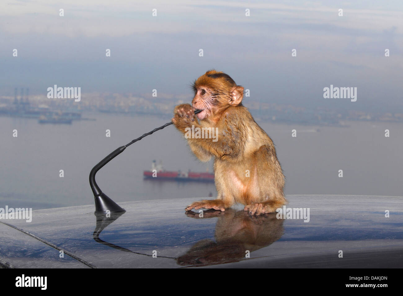 Simios barbary, Macaco de Berbería (Macaca sylvanus), el pequeño mono sentado en un coche de techo y jugando con la antena, Gibraltar Foto de stock