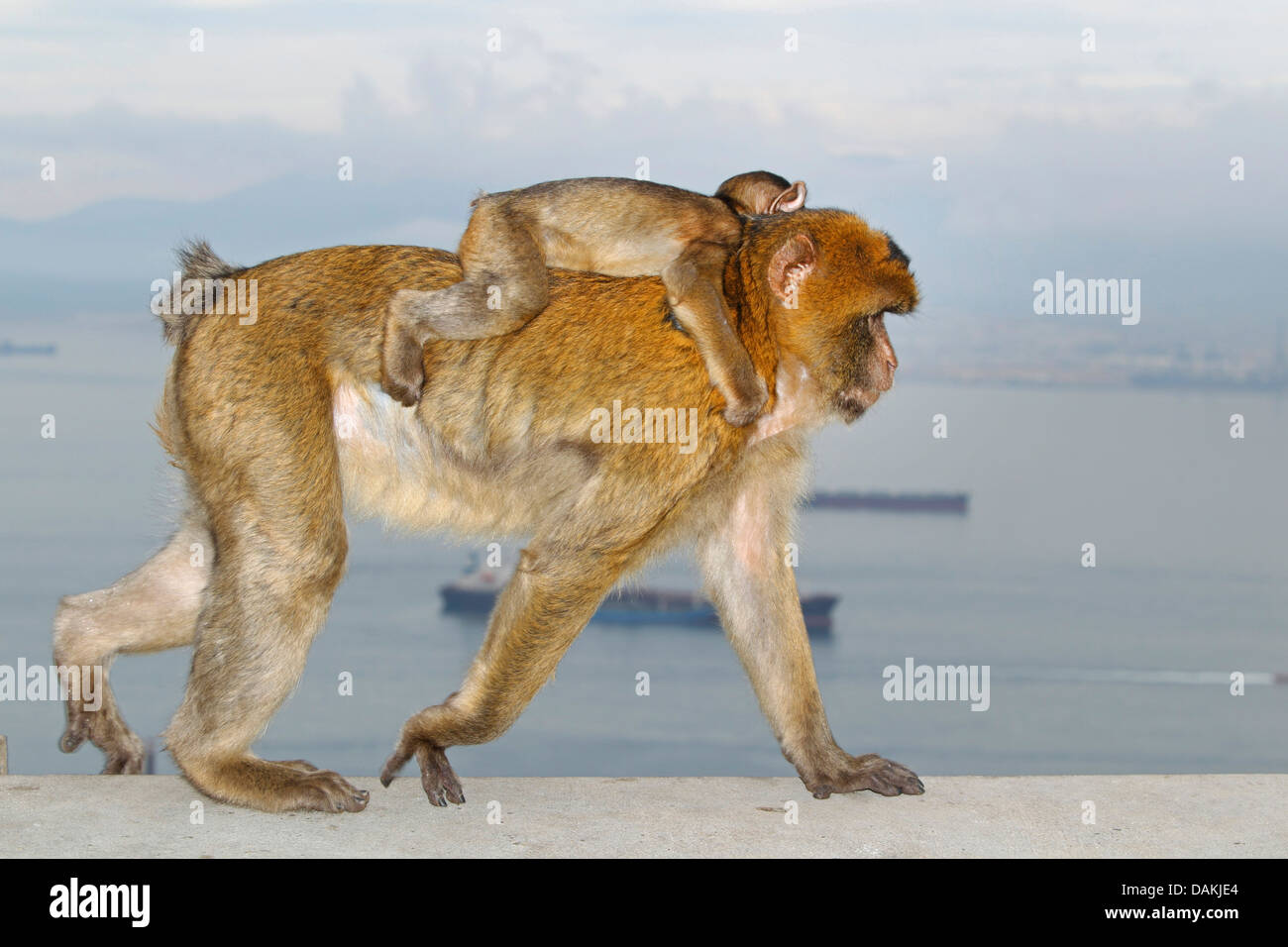 Simios barbary, Macaco de Berbería (Macaca sylvanus), hembra llevando un menor pick-a-back, Gibraltar Foto de stock