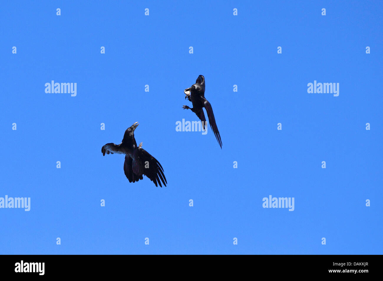 El cuervo común (Corvus corax), volando, dos cuervos luchan por la comida, las Islas Canarias, La Palma Foto de stock