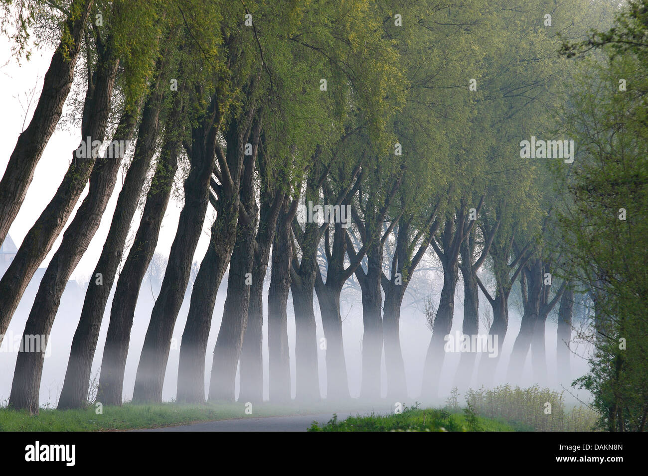 Mimbre, sauce (Salix spec.), hilera de árboles en una carretera en la niebla de la mañana, Bélgica Foto de stock