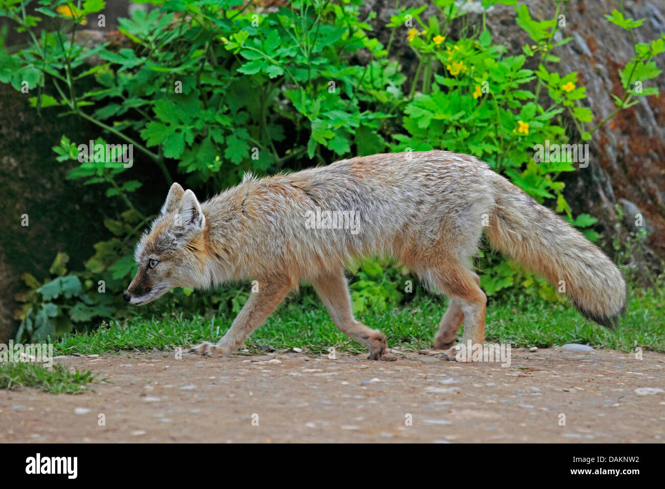 Corsac zorro (Vulpes corsac) en el recinto al aire libre Foto de stock