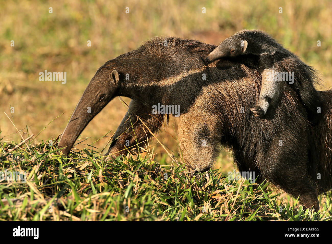 Oso hormiguero gigante (Myrmecophaga tridactyla), hembra de oso hormiguero que llevaba a su bebé en la espalda, Brasil, Mato Grosso do Sul Foto de stock
