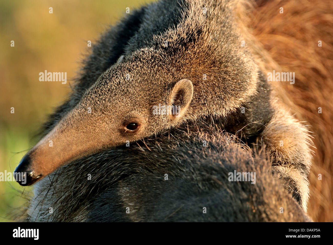 Oso hormiguero gigante (Myrmecophaga tridactyla), niño sentado en la parte de atrás de la madre, Brasil, Mato Grosso do Sul Foto de stock