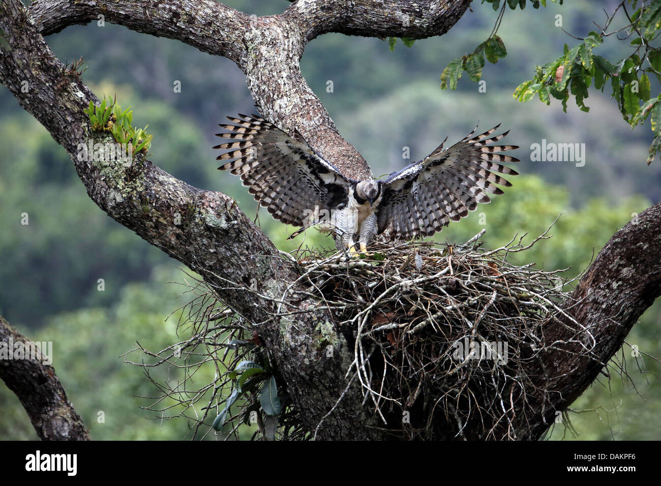 El águila arpía (Harpia harpyja), volviendo a la hembra aerie, águila más  grande del mundo, Brasil, Serra das Araras Fotografía de stock - Alamy