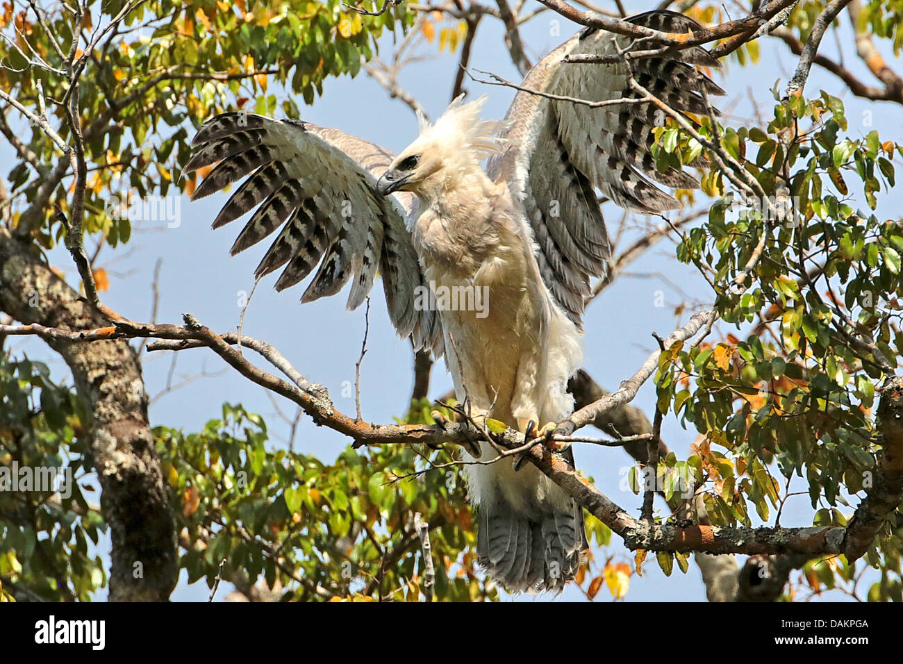 El águila arpía (Harpia harpyja), inmaduros, sentado en una rama y volar, águila más grande del