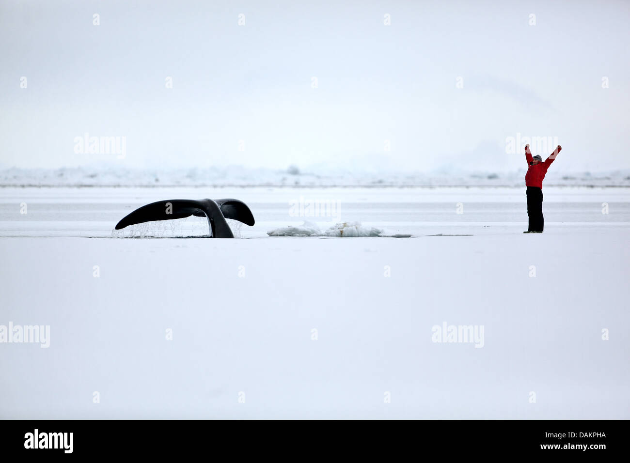 Ballenas de cabeza arqueada, la ballena franca de Groenlandia, ballena franca ártica (Balaena mysticetus), de cabeza arqueada-fluke muy cerca de la banquisa-borde con el visitante, de Canadá, Nunavut Foto de stock