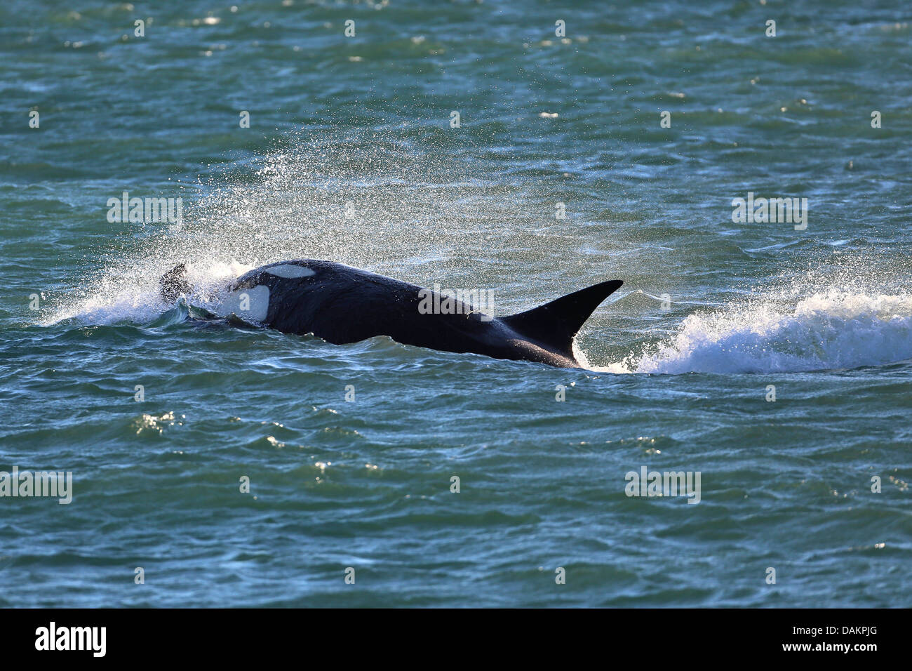 Orca, gran, grampus orca (Orcinus orca), atacar, Argentina, Patagonia, Valdes Foto de stock