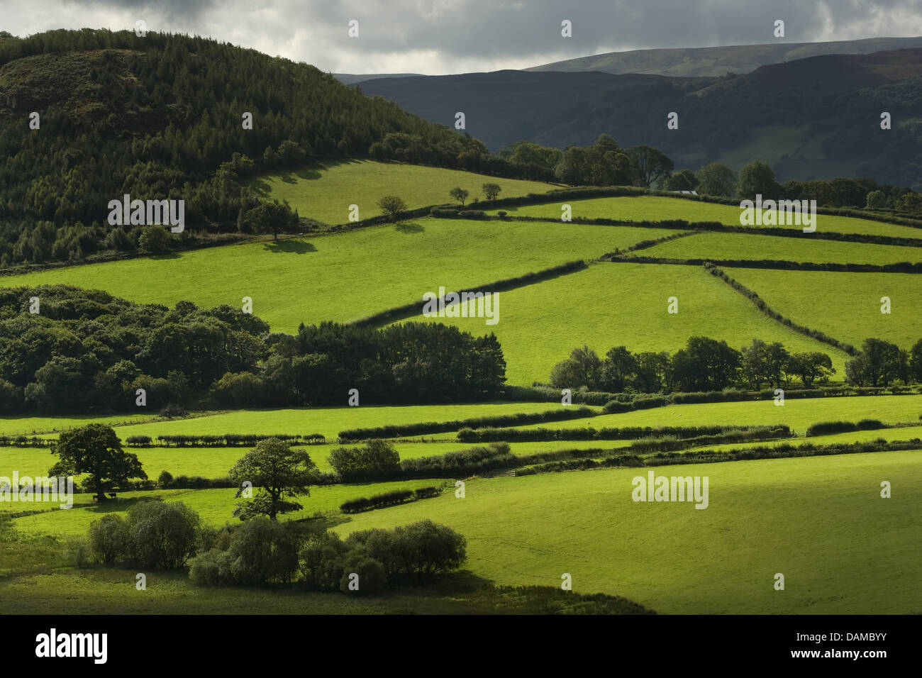 Bosque, Prado y hedge paisaje, Reino Unido, el País de Gales Foto de stock