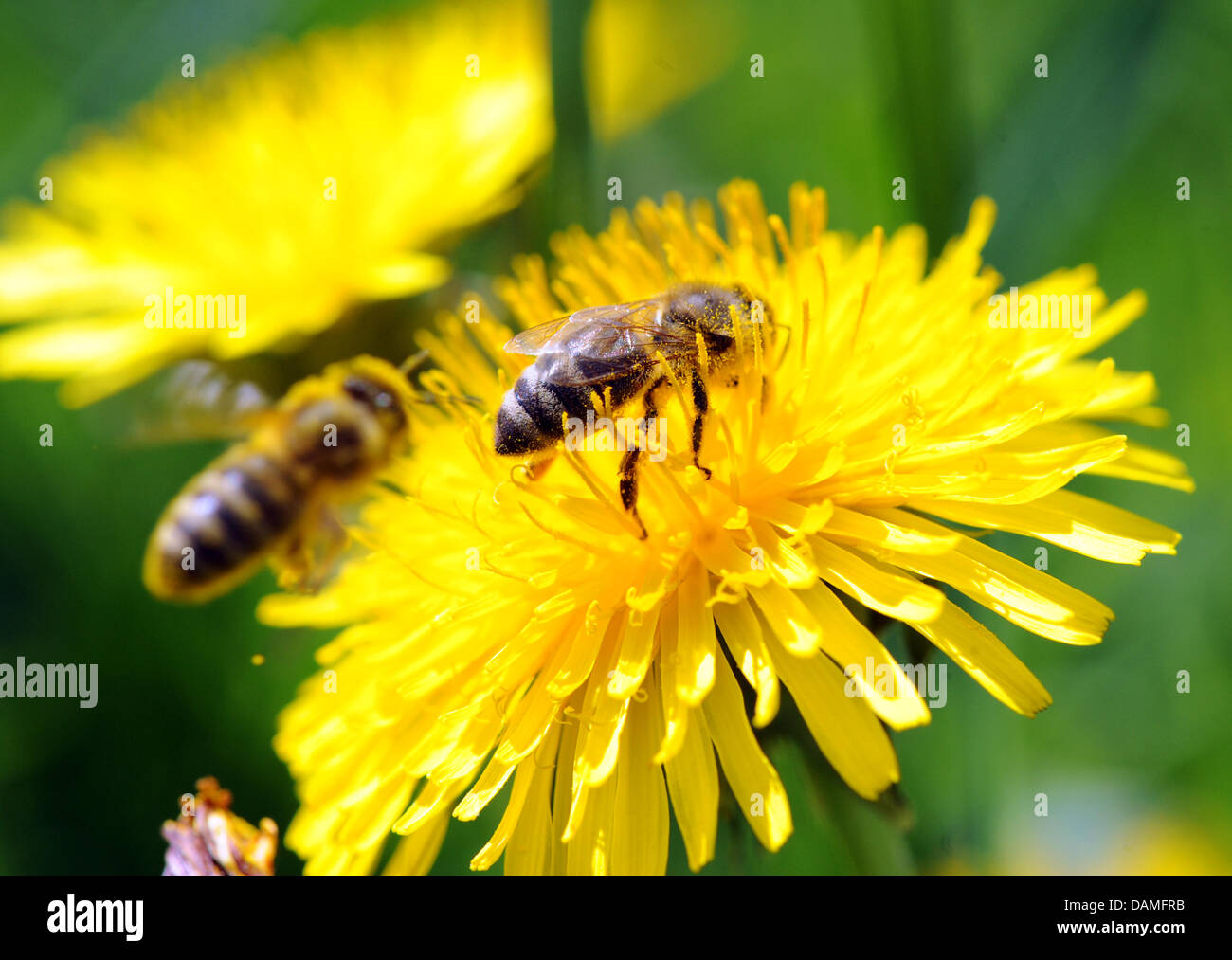 (Dpa) un archivo de imagen de archivo de fecha 9 de abril de 2011 muestra una abeja, sentado sobre una flor de un diente de león en Freiburg, Alemania. Muchas de las flores florecen antes debido al calentamiento global. Algunos animales, como las abejas de miel, pueden ser enfrentados con problemas. Un proyecto de investigación de la Universidad Técnica de Múnich examina ahora, cómo las abejas aborda el cambio climático. Foto: Patrick Seeger Foto de stock