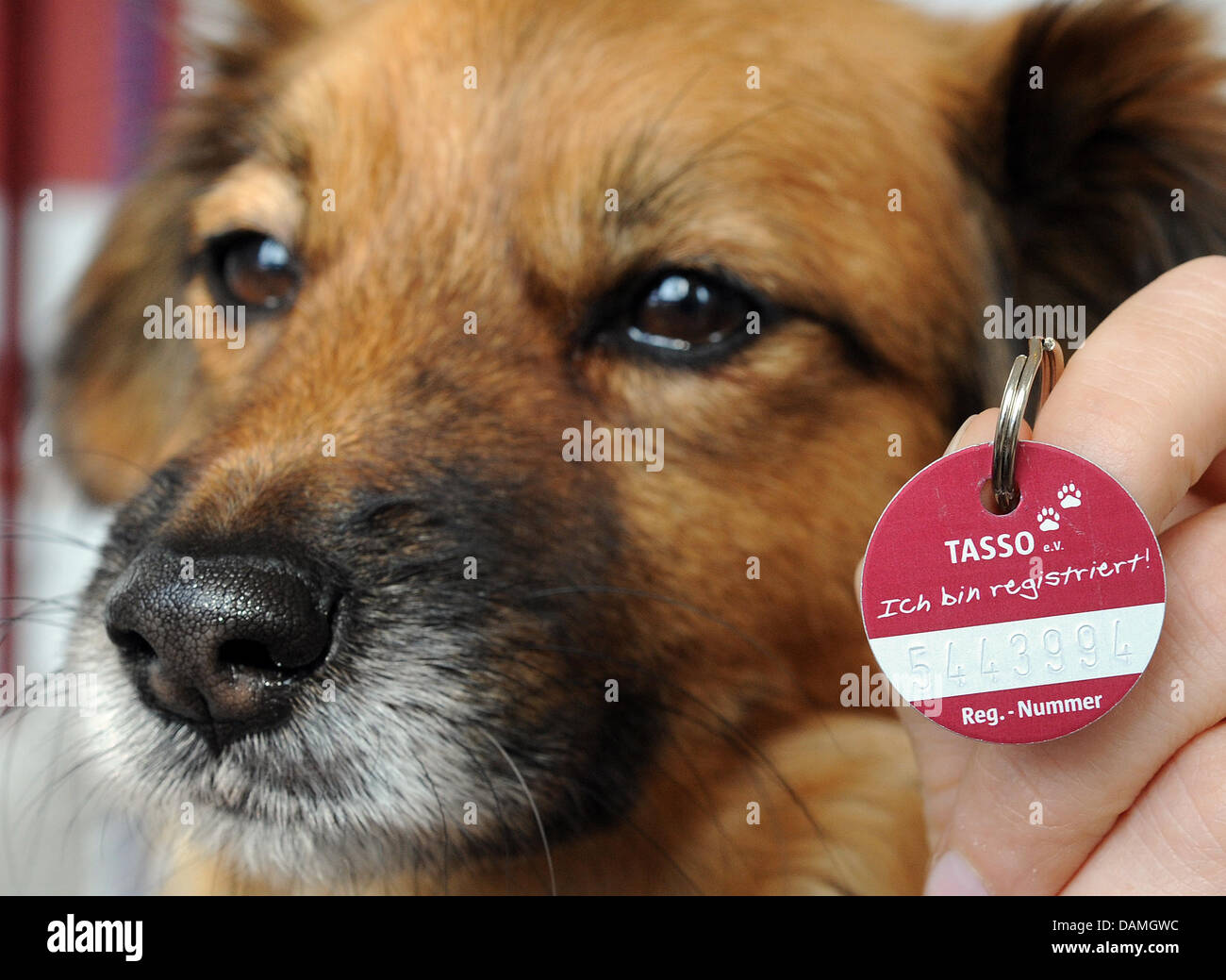El número de registro del chip de la perrita Lola está escrito en una  etiqueta de perro a un veterinario en Langenhagen, Alemania, el 15 de junio  de 2011. A partir del