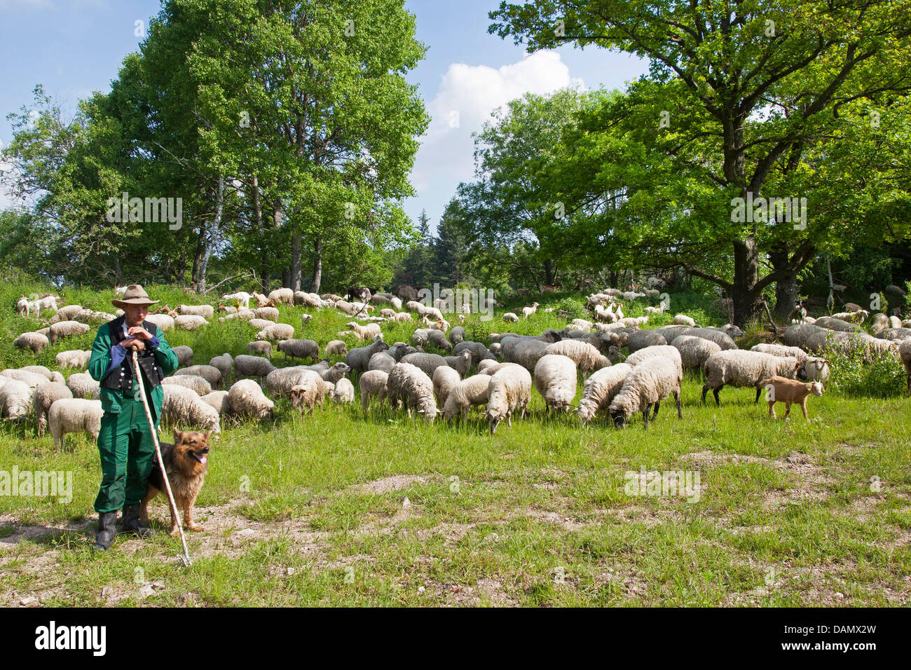Oveja Merina (Ovis ammon f. aries), sheepherd tiende con un ovejero un rebaño de ovejas , Alemania Foto de stock