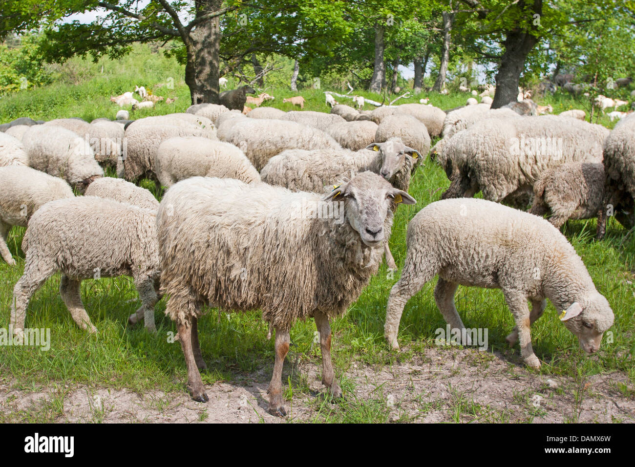 Oveja Merina (Ovis ammon f. aries), rebaño de ovejas navegando en una pradera, Alemania Foto de stock