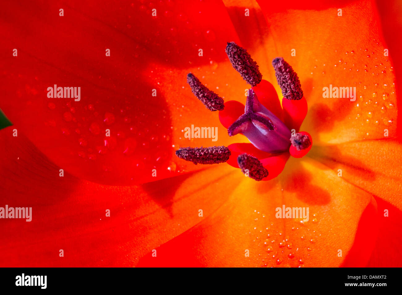 Tulipán (Tulipa spec.), flor roja con violeta y Stamina Foto de stock