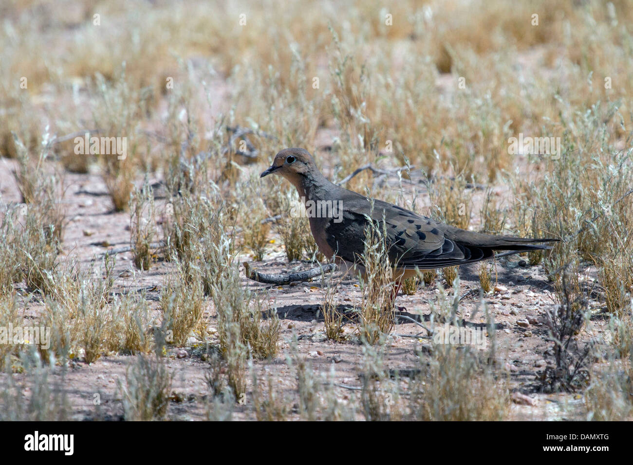Duelo dove (Zenaida macroura), buscando alimento en el suelo, Phoenix, Arizona, EE.UU. Foto de stock