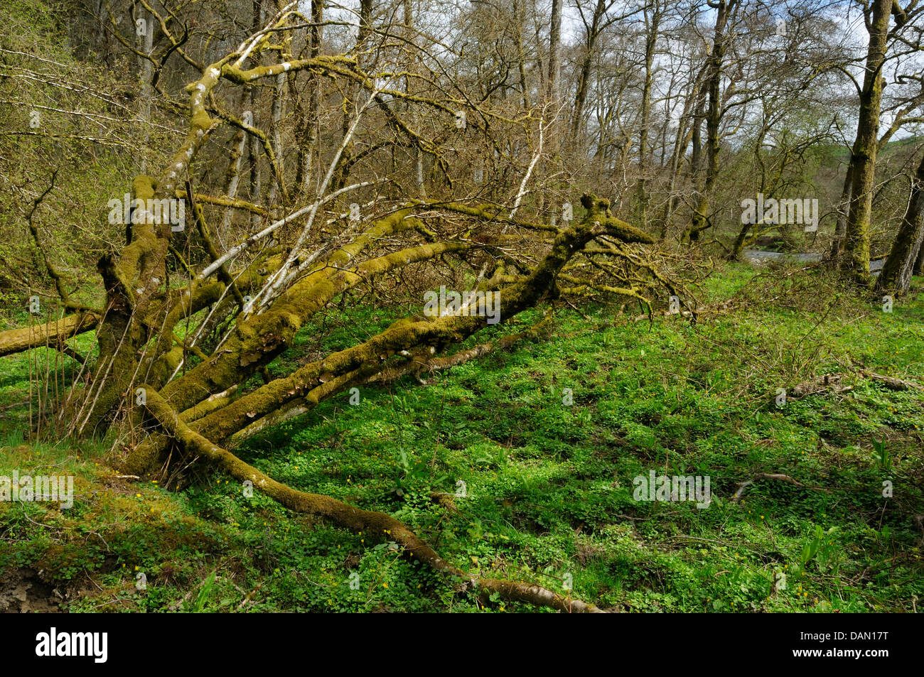 Cubiertas de musgo de árbol caído Carr Woodland, Bailey, Cefnllys Einon Foto de stock