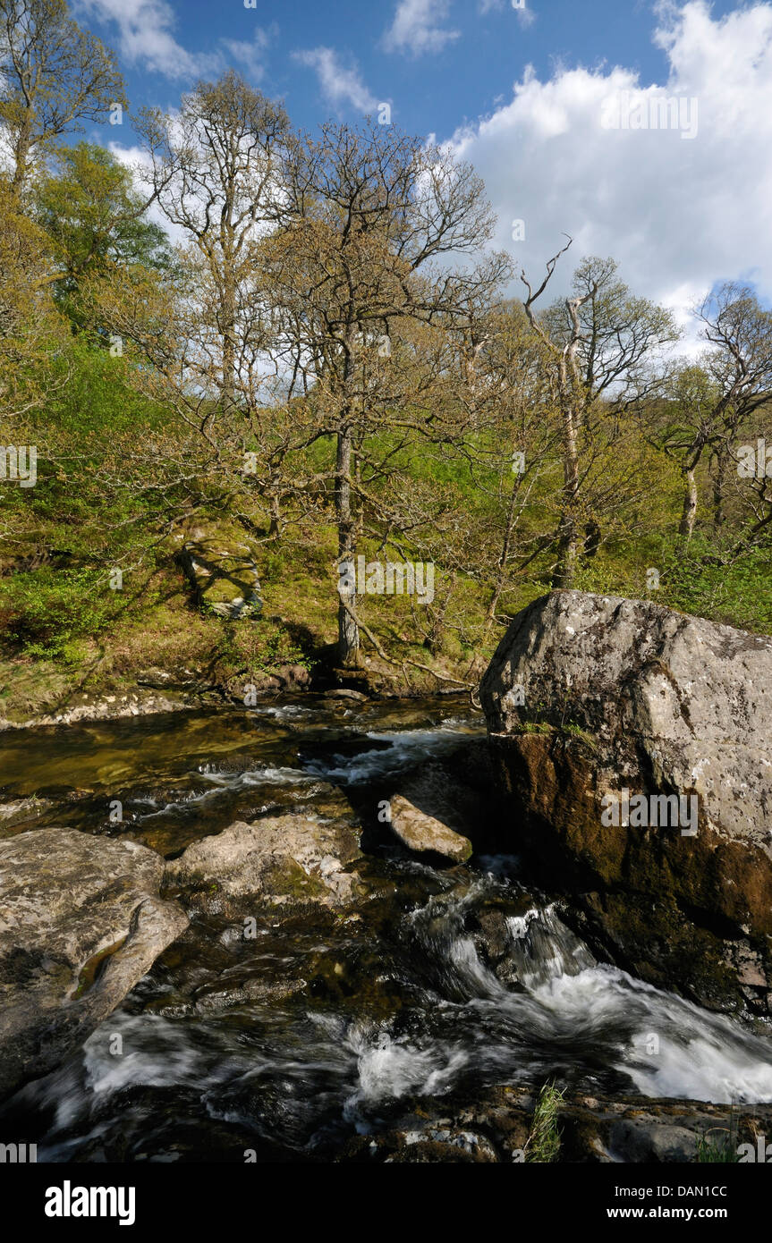 Robles por Marteg River en la granja Gilfach nr. Rhayader Foto de stock