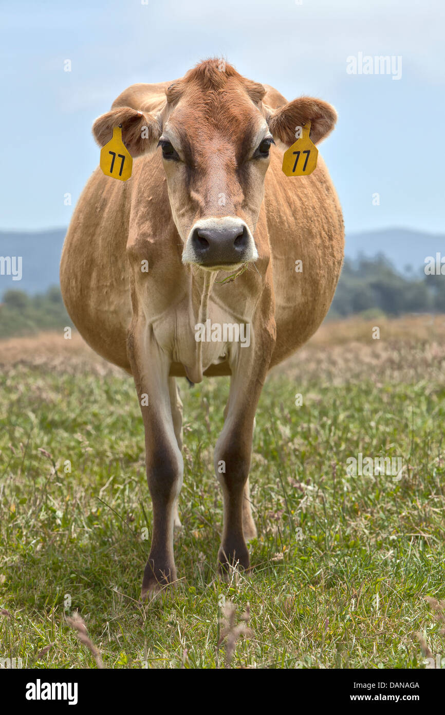 Jersey vaca 'Bos taurus' Dairy verdes pastizales. Foto de stock