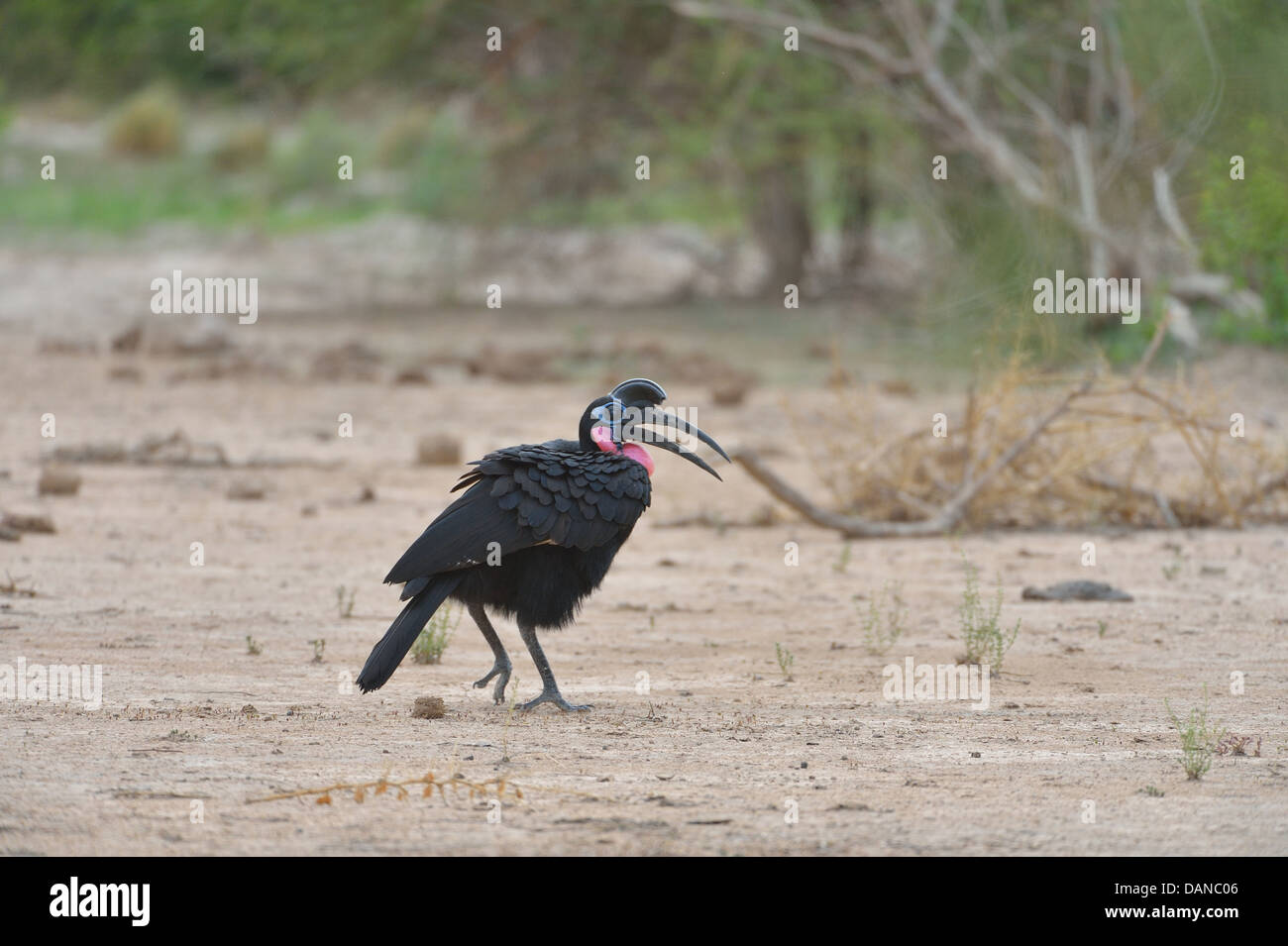 Ground-Hornbill abisinio - Norte (Bucorvus abyssinicus Ground-Hornbill) buscando comida en el suelo Foto de stock