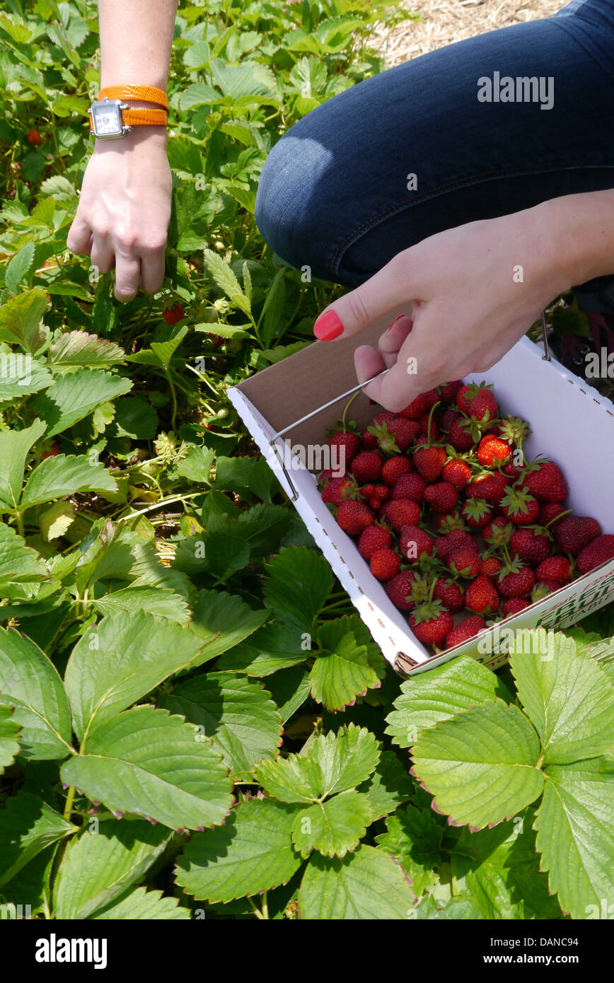Mujer joven recogiendo fresas en una granja durante el verano Foto de stock