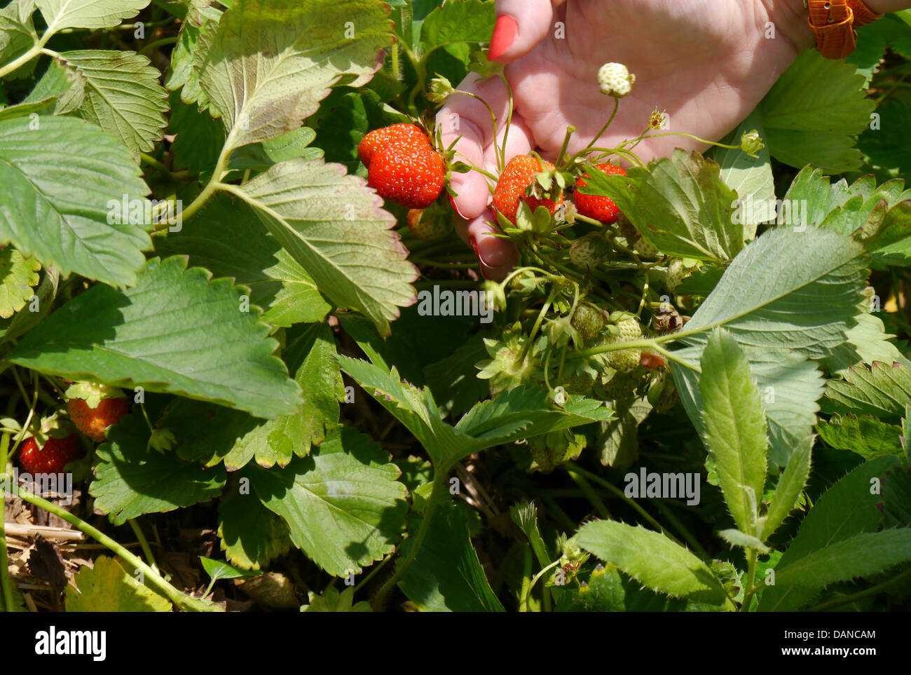 Mujer joven recogiendo fresas en una granja durante el verano Foto de stock