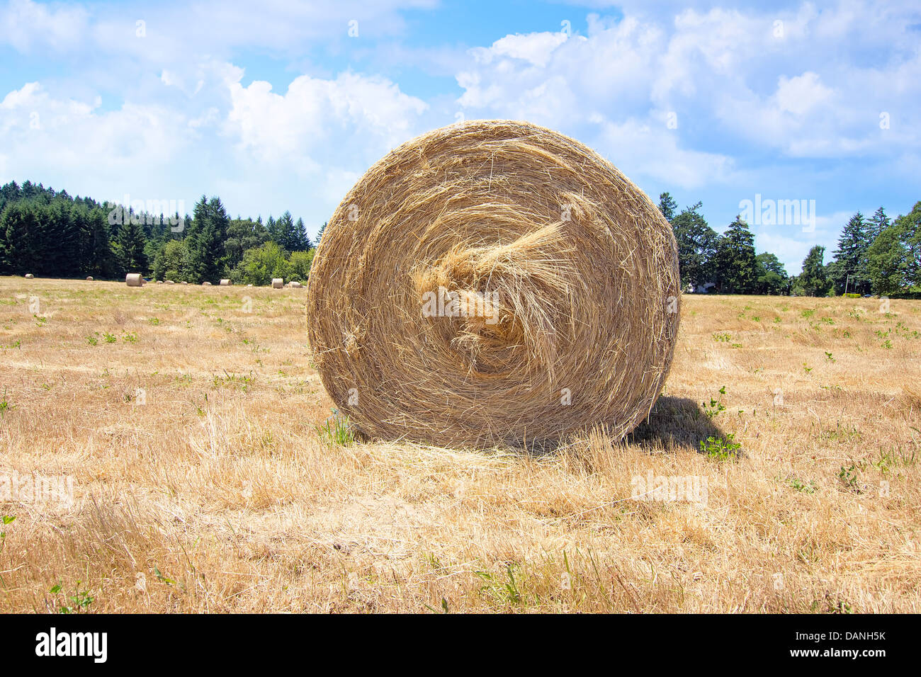 Los fardos redondos de heno en el campo de hierba para el ganado Closeup Foto de stock