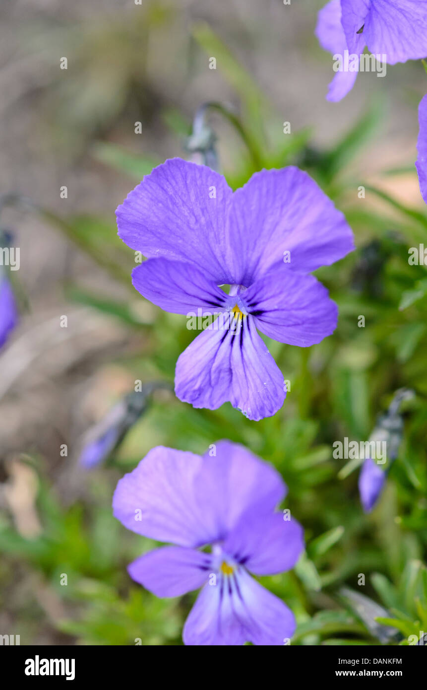 Duby es violeta (viola dubyana) Foto de stock