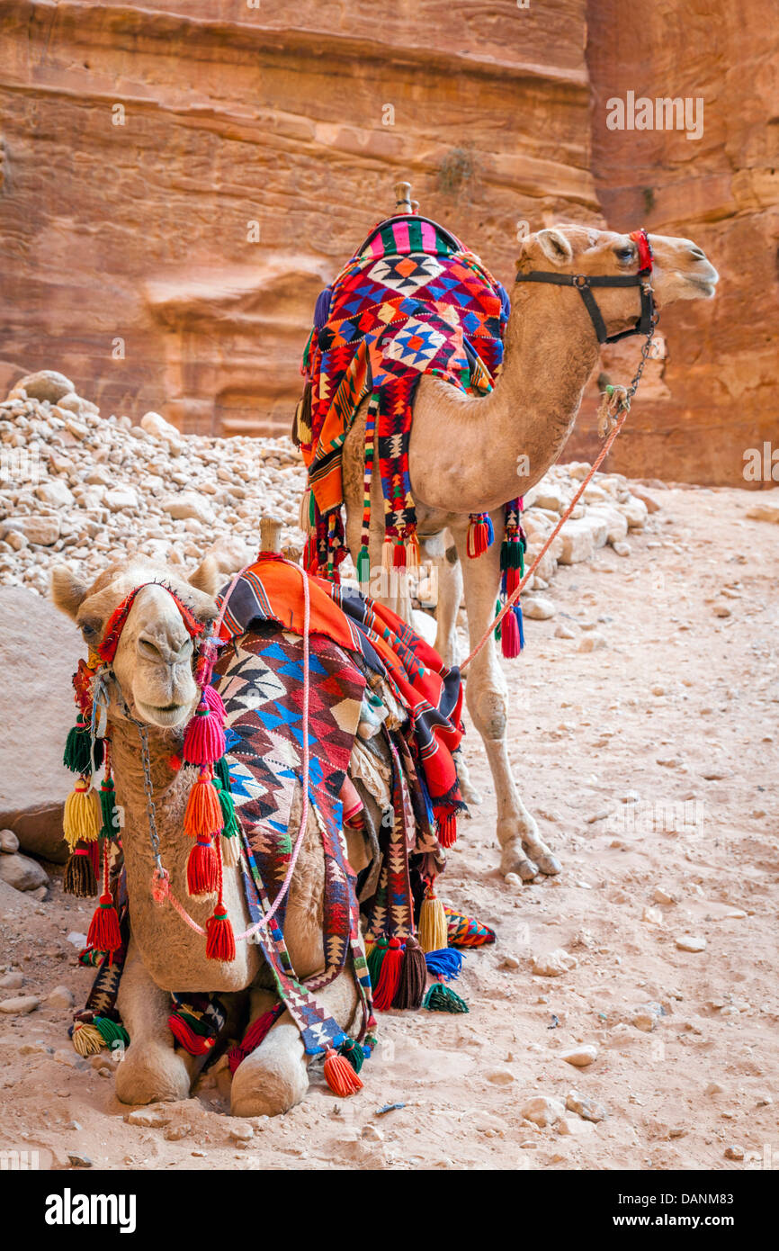 Los camellos en Petra, Jordania Foto de stock