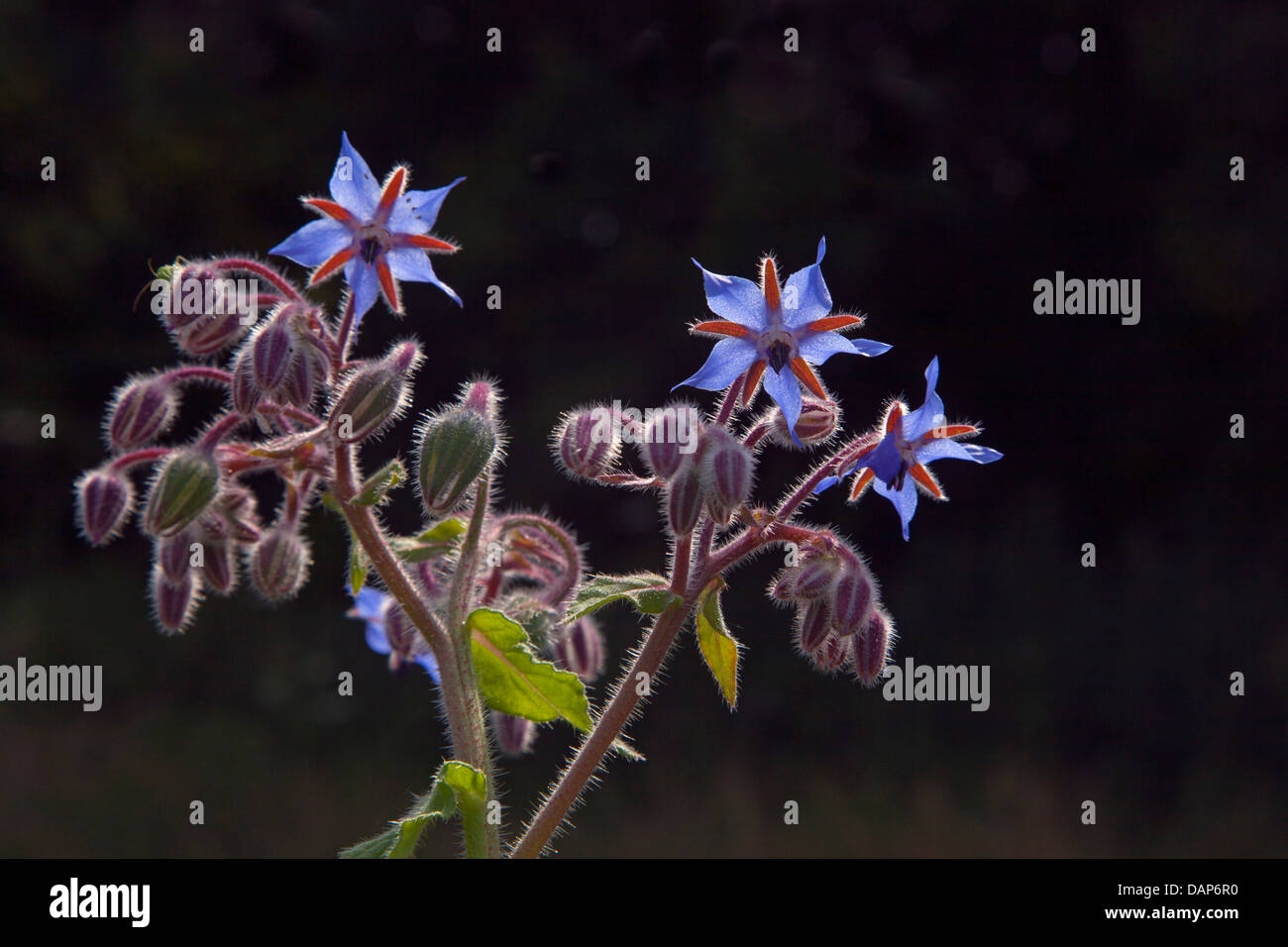 La borraja Borago officinalis o Starflower Foto de stock