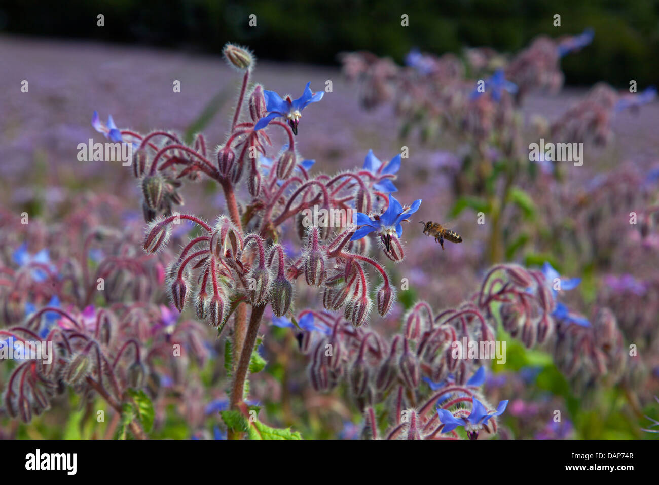 La borraja Borago officinalis o Starflower cosecha en verano Foto de stock