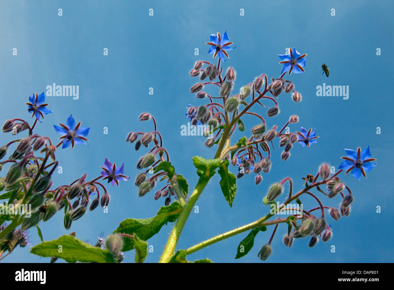 La borraja Borago officinalis o Starflower contra el cielo Foto de stock