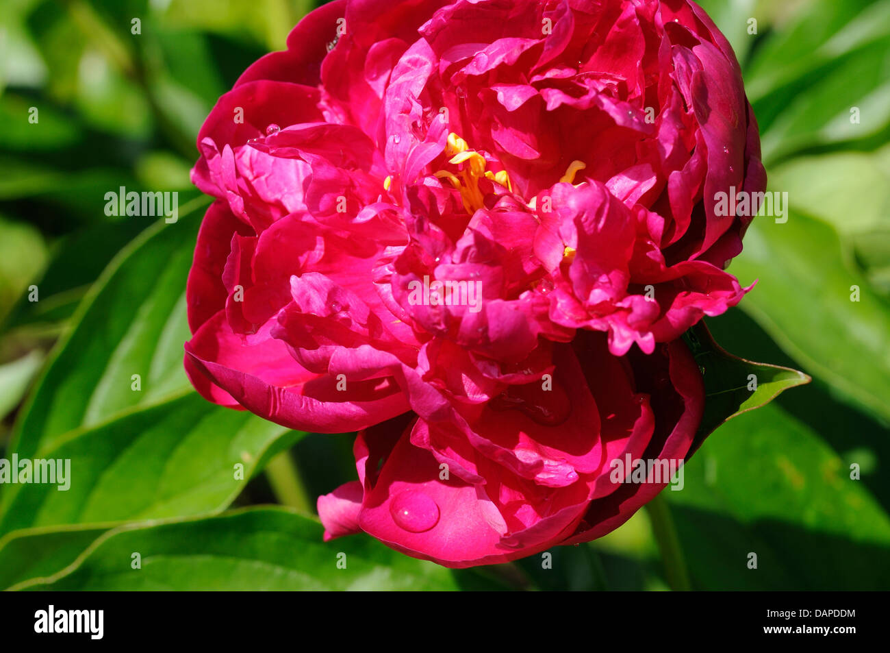 Rojo brillante peonía con gotas de agua crece en el jardín Foto de stock