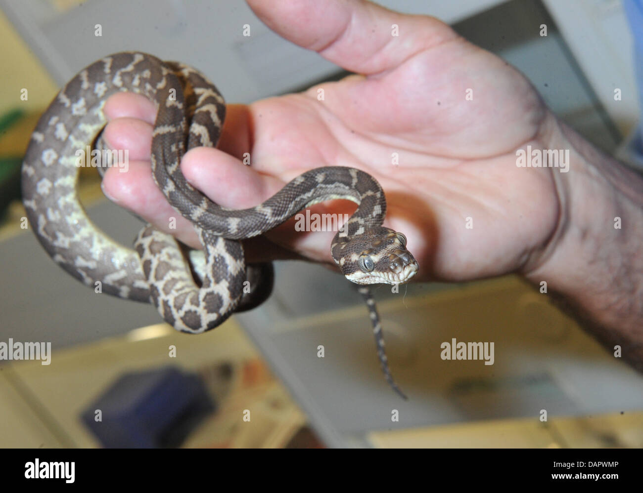 Director veterinario del centro de reptiles en Munich, el Dr. Markus Baur,  sostiene de serpientes pitón de 36 jóvenes en su mano en Munich, Alemania,  02 de septiembre de 2011. De acuerdo