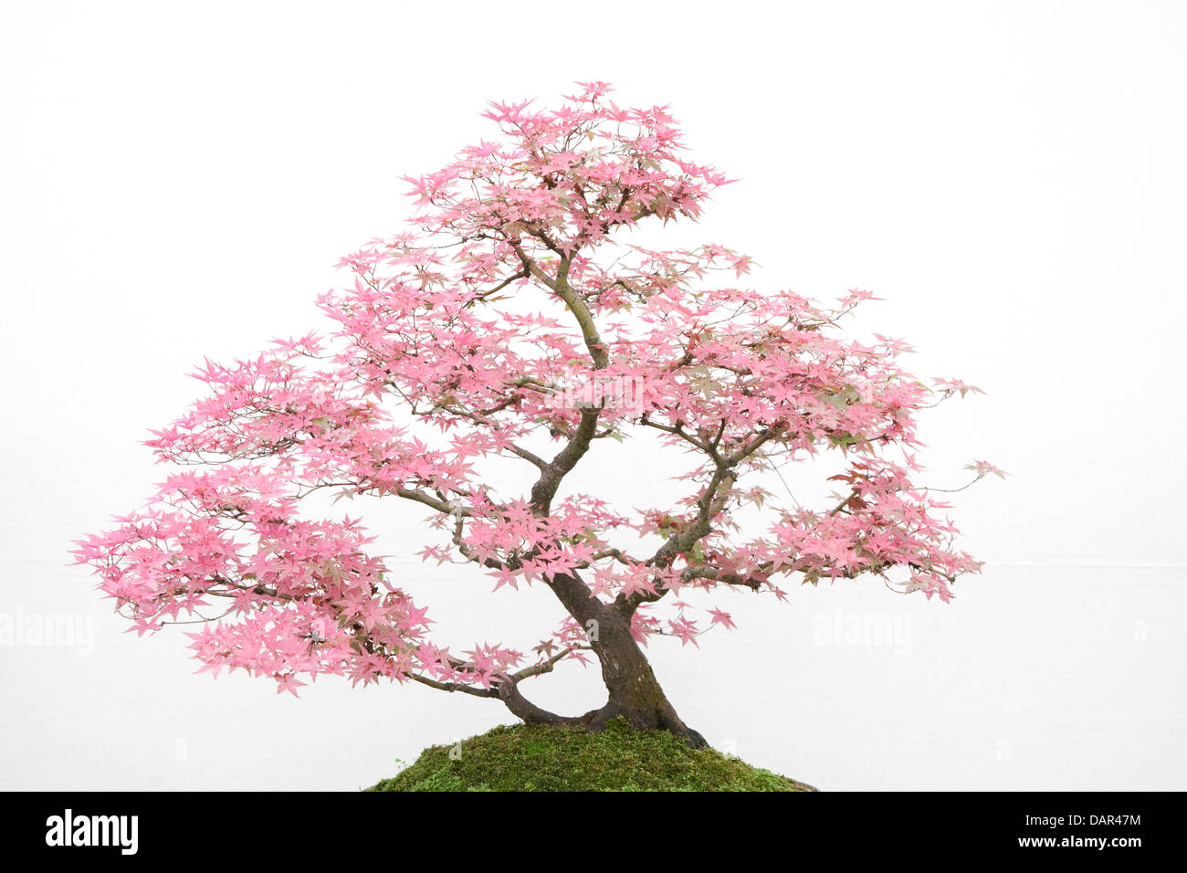 Bonsai de arce japonés Acer palmatum Foto de stock