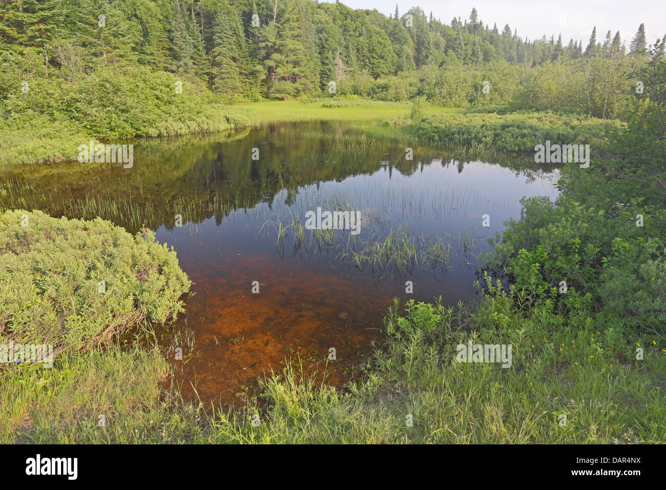 Pequeño lago en el Parque Nacional de Mont Tremblant en Quebec Canadá Foto de stock