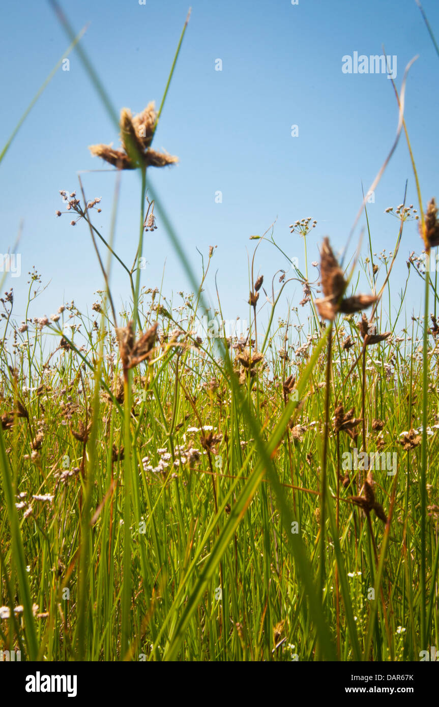 Hermosa hierba verde larga contra un cielo de verano azul Foto de stock