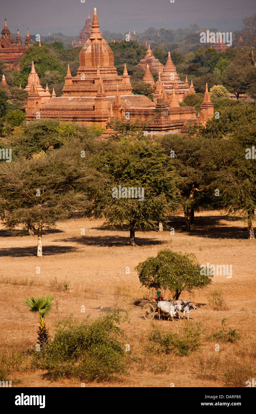 Carreta de Bueyes y templos en Bagan Llanura de Myanmar. Foto de stock