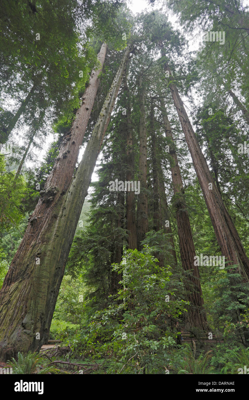 Secoyas Gigantes costeras en California Muir Woods Foto de stock