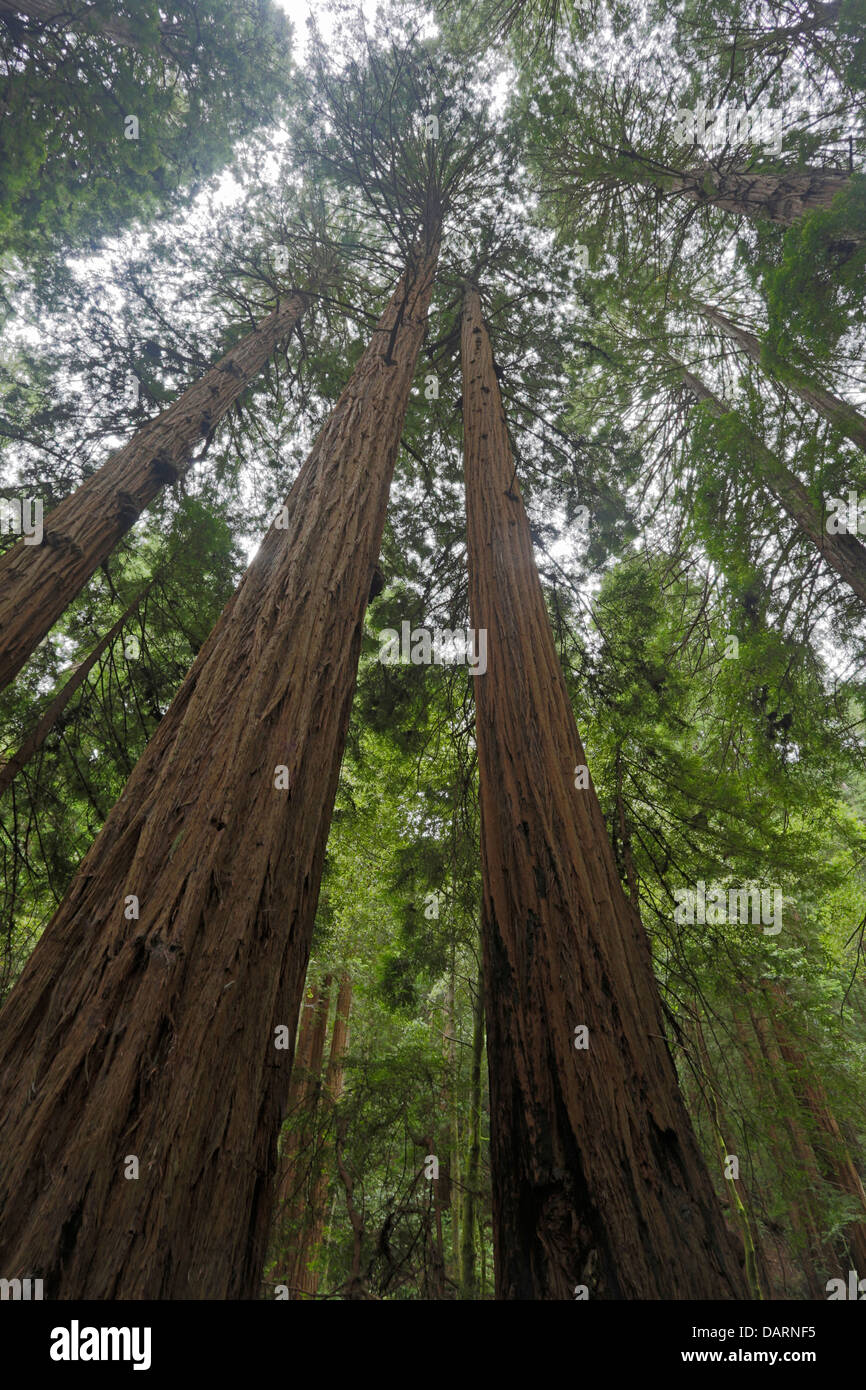 Secoyas Gigantes costeras en California Muir Woods Foto de stock