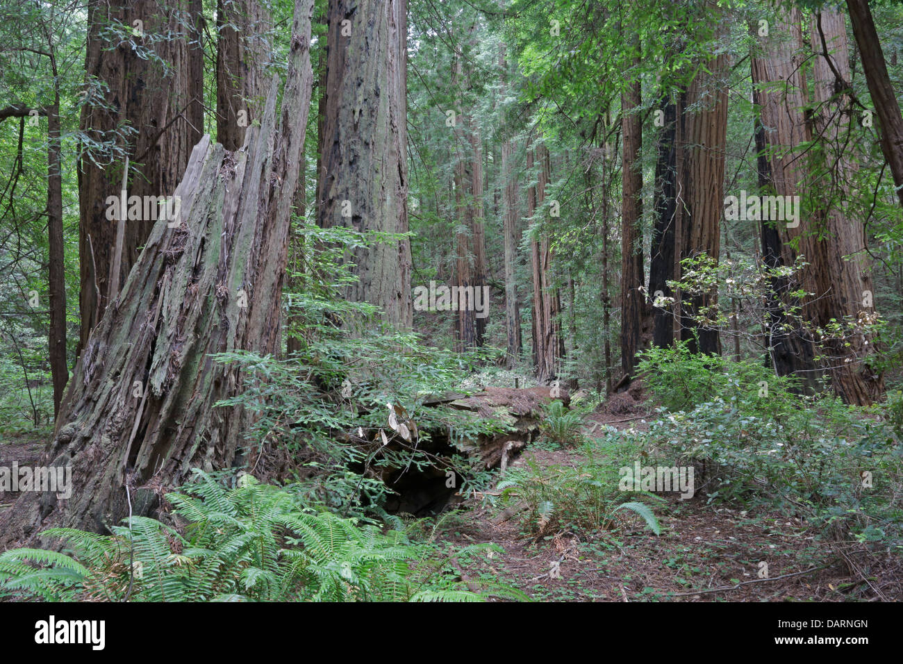 Secoyas Gigantes costeras en California Muir Woods Foto de stock