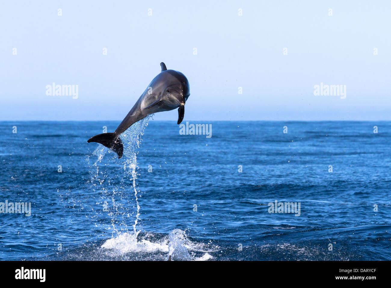 Los delfines nariz de botella, Tursiops truncatus, cerca de la Isla Floreana, Islas Galápagos, Ecuador Foto de stock