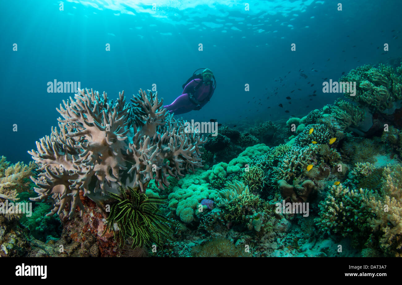 Escena con arrecifes tropicales someras hembra rubia SCUBA DIVER Foto de stock