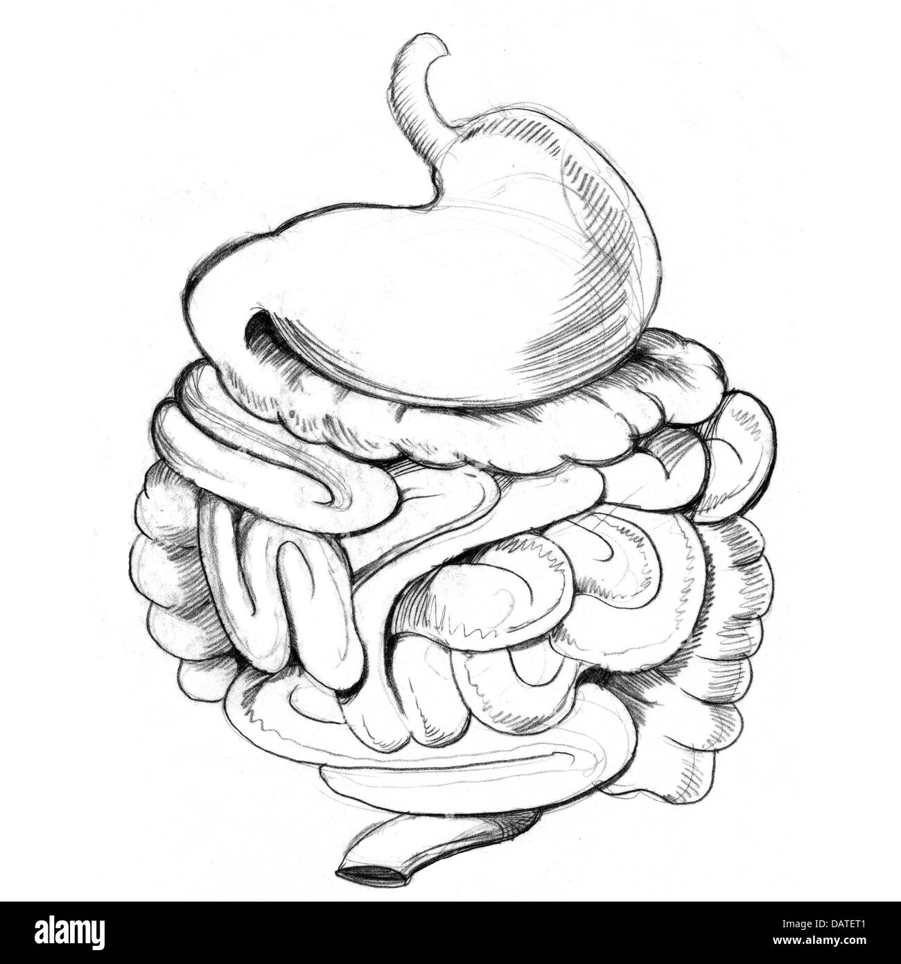 Digestive system drawing Imágenes de stock en blanco y negro - Alamy