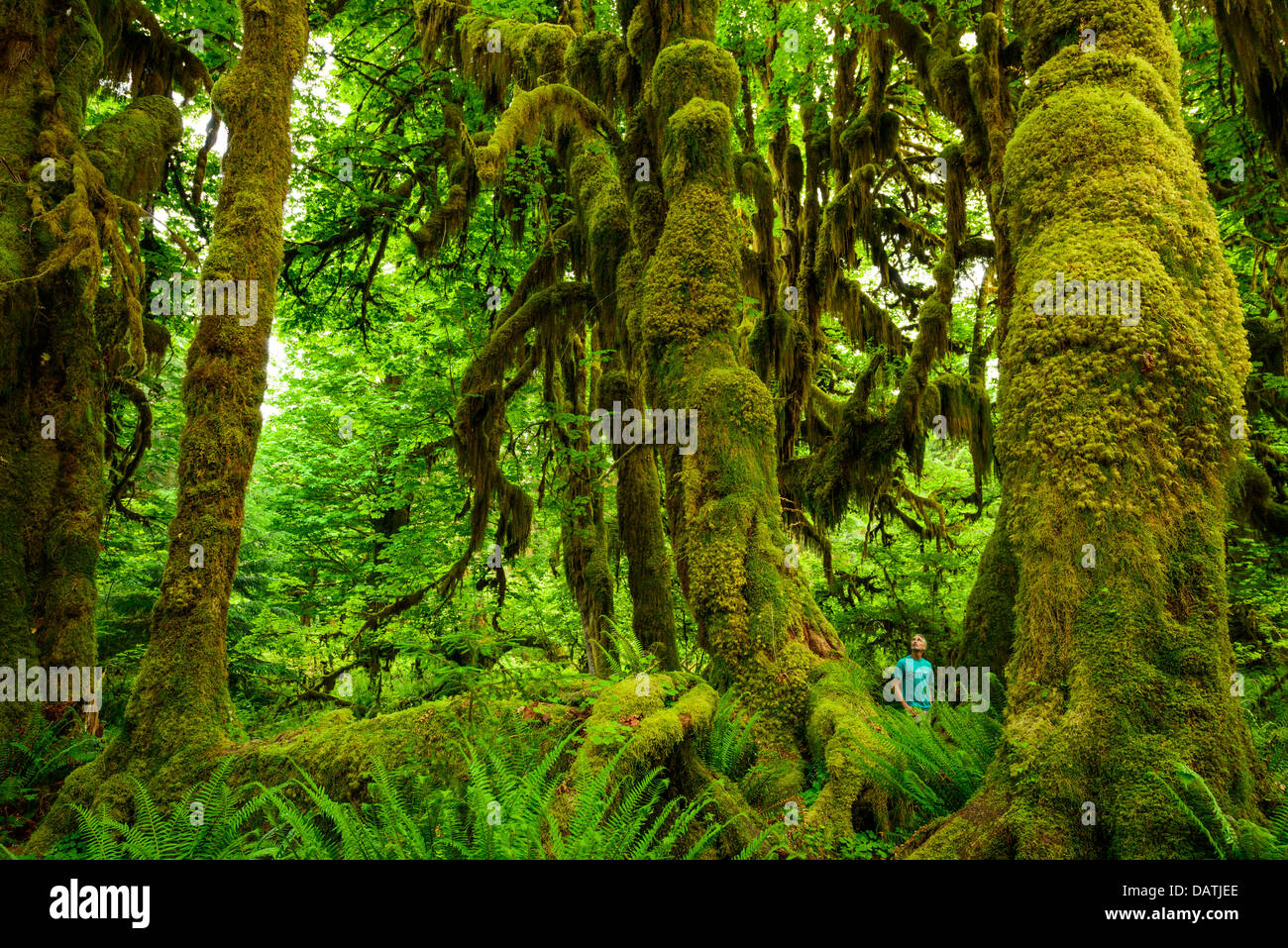 Caminando entre los gigantes árboles cubiertos de musgo en el Hoh Rain Forest en el Parque Nacional Olímpico en el estado de Washington, EE.UU.. Foto de stock